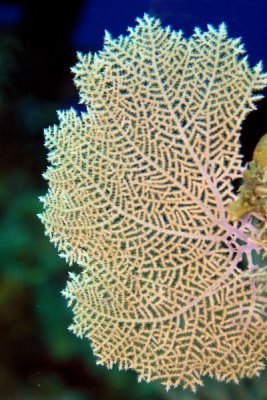 Small sea fan