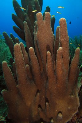 Pillar coral