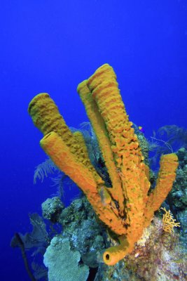 Yellow tube sponge