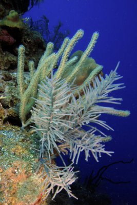 Sea rod and sea plume corals