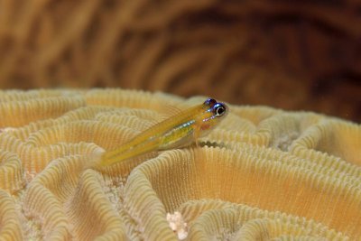 Peppermint goby on coral