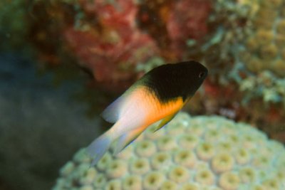 Bi-color damselfish