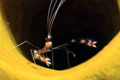 Banded cleaner shrimp in tube sponge