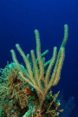 Sea rod coral