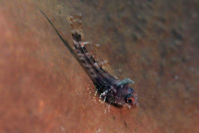 Triple-fin blenny