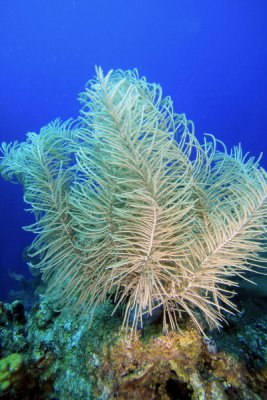 Sea plume coral