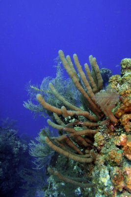 Sea rod  and sea plume corals