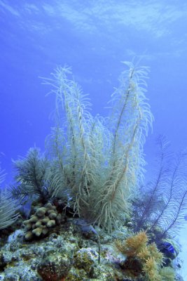 Sea plume coral