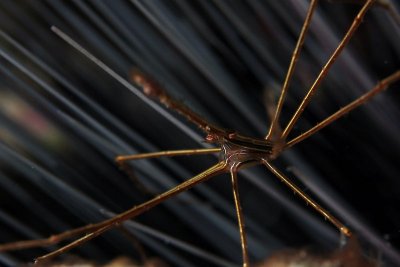 Arrow crab in sea urchin