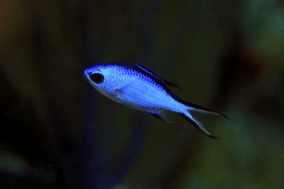 Blue chromis