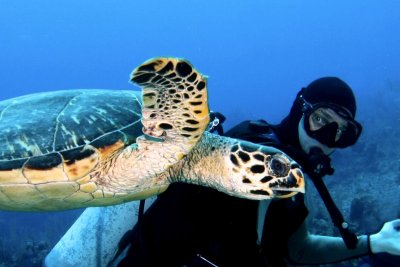 Darren with turtle - Right this way