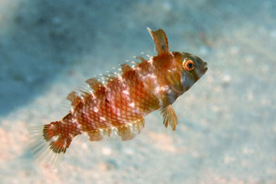 Juvenile razorfish