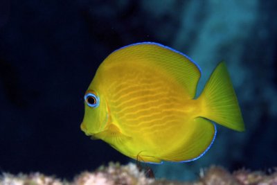 Juvenille tang (yellow phase)