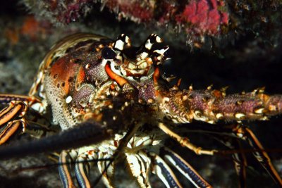Spiny lobster