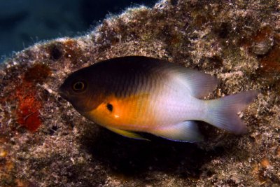 Bi-color damselfish