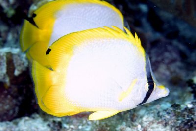 Spotfin butterflyfish