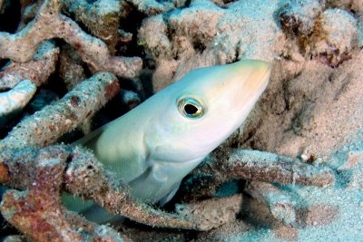 Sand tilefish