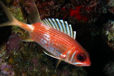 Squirrelfish