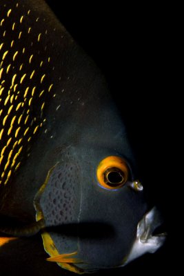 French angelfish
