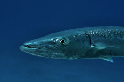 Barracuda
