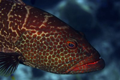 Tiger grouper