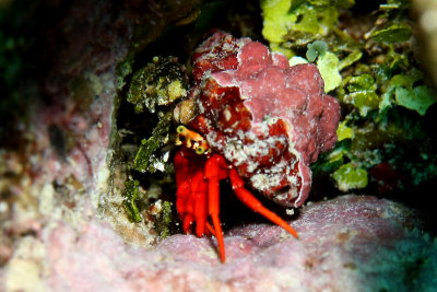 Red hermit crab