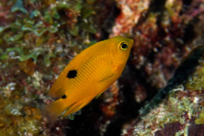 Juvenille three-spot damselfish