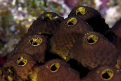 Branching tube sponge