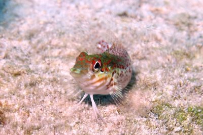 Saddled blenny