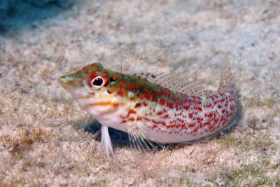 Saddled blenny