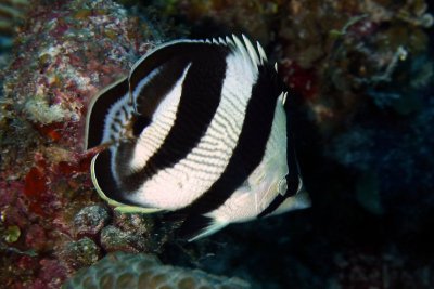 Banded butterflyfish
