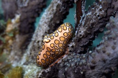 Flamingo tongue snail