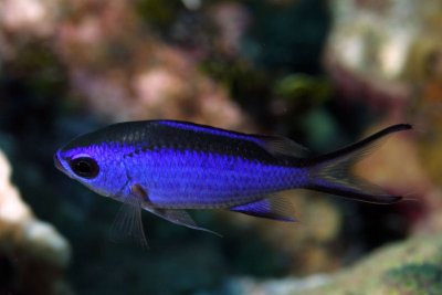Blue chromis