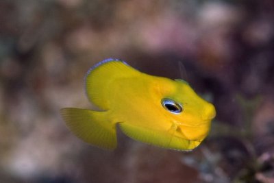 Juvenille tang (yellow phase)