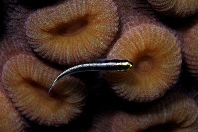 Cleaning goby on coral