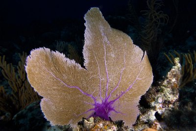 Purple sea fan