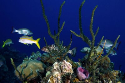 Fish swimming among the corals and sponges