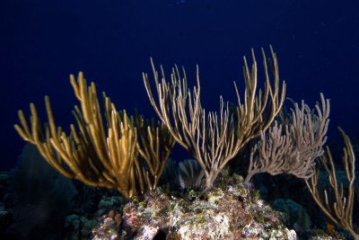 Sea rod corals