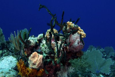 Corals and sponges