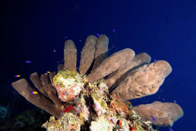 Brown branching sponge