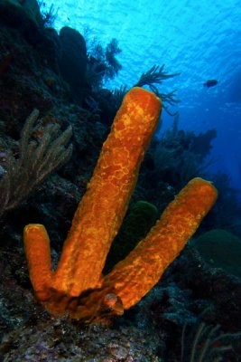Brown tube sponge
