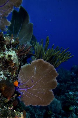 Sea fan on wall