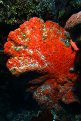 Orange elephant ear sponge