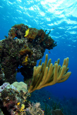 Corals on reef