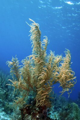 Sea plume coral