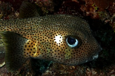 Pufferfish