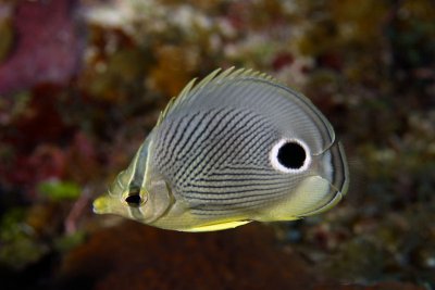 Four-eye butterflyfish