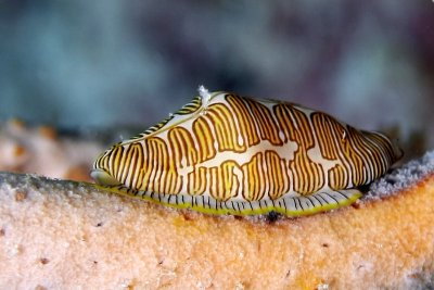 Fingerprint snail