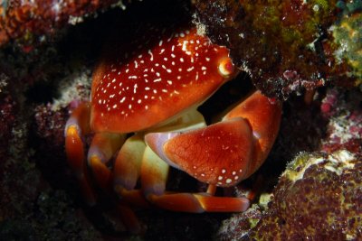Batwing coral crab  in hiding