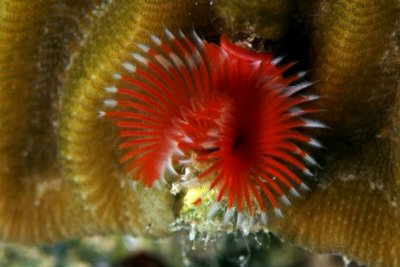 Red horseshoe worm